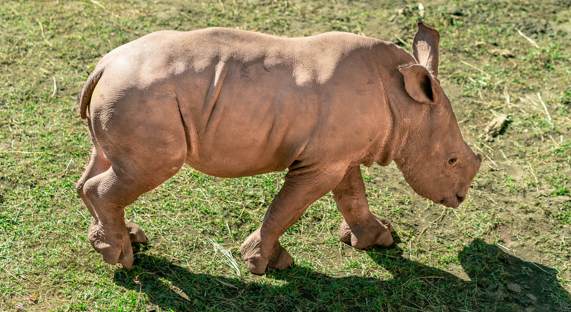 Second Southern White Rhino Born <br>at the Gulf Breeze Zoo