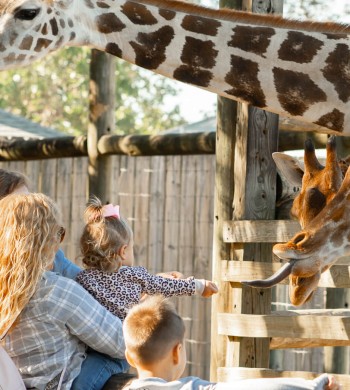 Animal Feedings