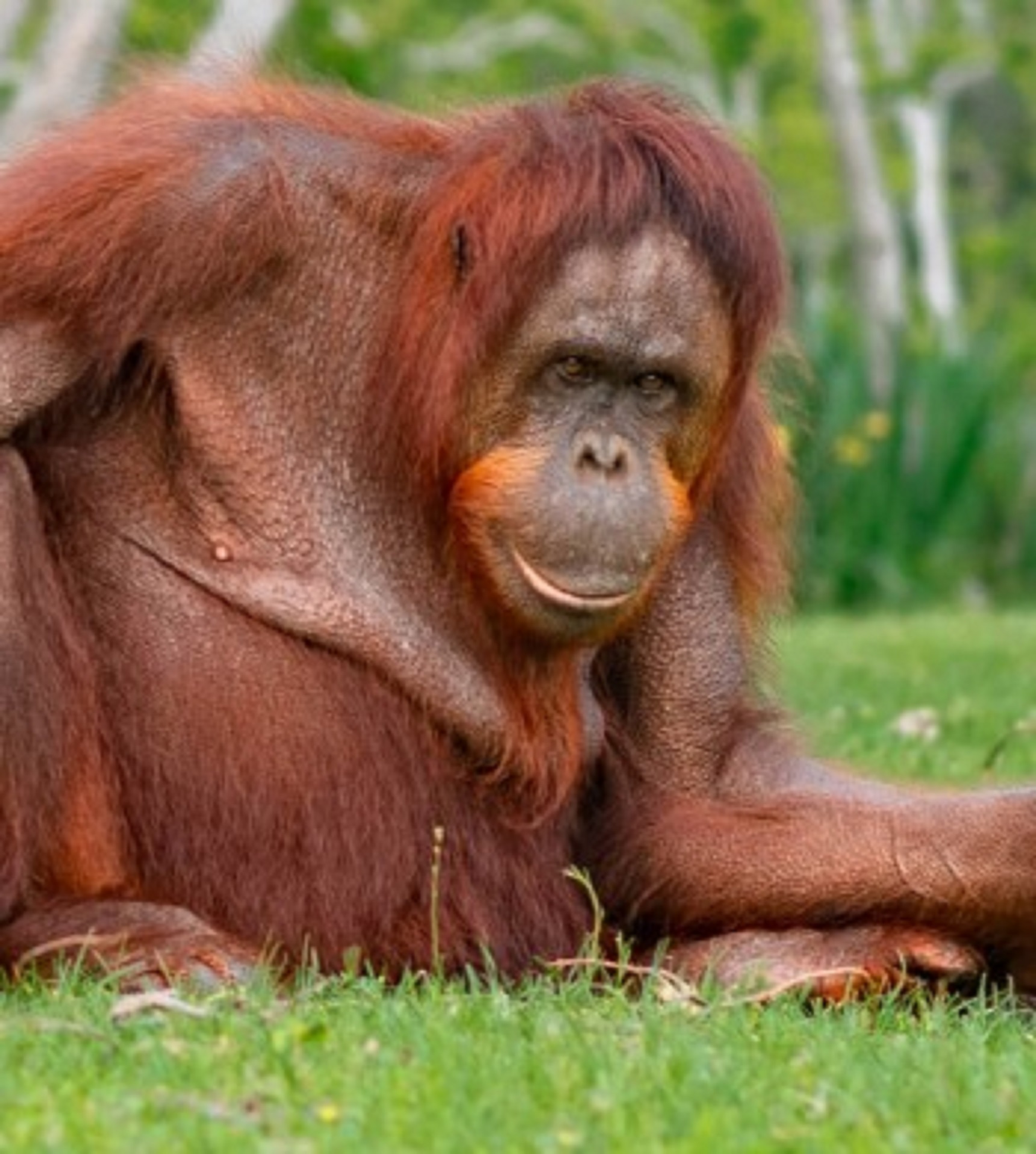 Orangutan